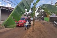 Pohon Pisang di Tengah Jalan