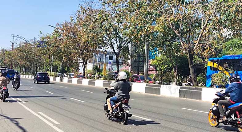 Puluhan batang pohon jenis mahoni yang ada di median Jalan A Yani Kota Banjarmasin terlihat mengering