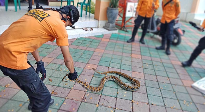 ular jenis sanca kembang atau python di lingkungan Kantor Kelurahan Pemurus Dalam