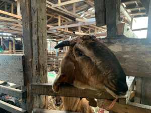 PPKM DARURAT di Pulau Jawa Bikin Harga Sapi Tambah Mahal (1)