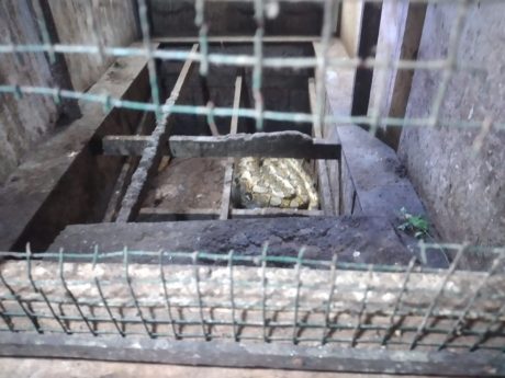 LAPORAN ULAR Masuk ke Permukiman Setiap Hari Diterima Animal Rescue (2)