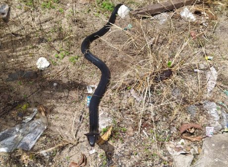 BIKIN KAGET di Awal Tahun, Kobra Hitam Masuk ke Kamar Warga (2)