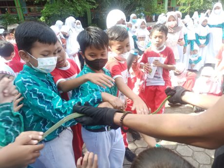 SEJAK DINI Diajarkan Siswa Penanganan Ular (2)