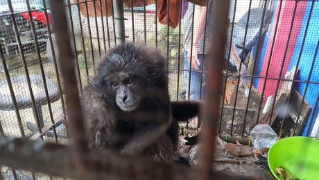 BOCAH Sempat Diserang, Owa-owa Bernama 'Kiki' Akhirnya Berhasil Dievakuasi BKSDA Kalsel (2)