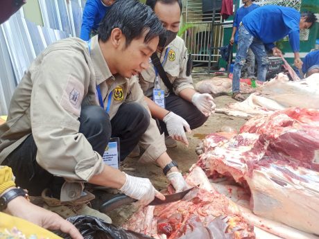 Petugas kesehatan hewan, DKP3 Banjarmasin saat memeriksa bagian hati hewan kurban di salah satu lokasi penyembelihan kurban