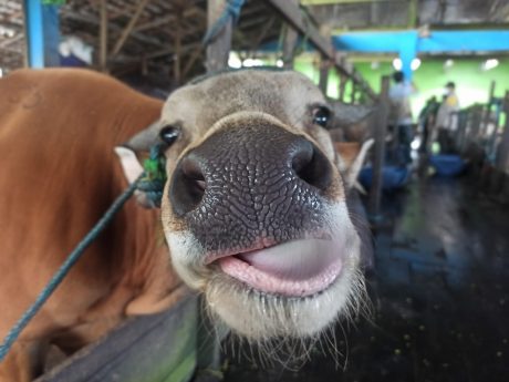 DIWASPADAI Cacing Hati dalam Pelaksanaan Kurban-2