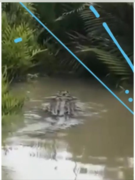BISA DITANGKAP, Harapan Warga untuk Buaya Besar yang Bikiin Resah (1)