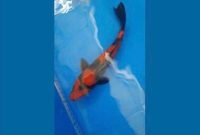Ikan Koi hasil pengembangan keahlian warga binaan Lapas Narkotika Karang Intan berhasil kembali meraih juara dalam lomba di Banjarbaru.(Foto/Ist)
