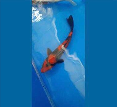 Ikan Koi hasil pengembangan keahlian warga binaan Lapas Narkotika Karang Intan berhasil kembali meraih juara dalam lomba di Banjarbaru.(Foto/Ist)