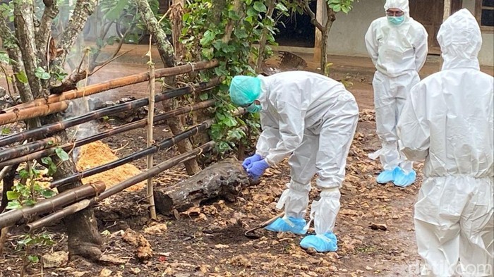 Petugas saat mengambil sampel tanah buntut kasus antraks di Pedukuhan Jati, Kalurahan Candirejo, Kapanewon Semanu, Kabupaten Gunungkidul, Rabu (5/7/2023). (Foto: Detik)