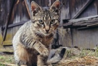 Ilustrasi Kucing. (Foto: Fotokon-stock.adobe.com)