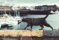 Kucing di Siprus tersebar di mana-mana, bersantai di tepi kolam renang, di pelabuhan, bahkan di kursi-kursi bar. (Foto: Unsplash/Timothy Meinberg)