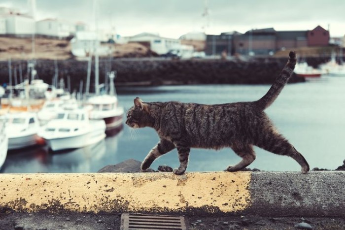 Kucing di Siprus tersebar di mana-mana, bersantai di tepi kolam renang, di pelabuhan, bahkan di kursi-kursi bar. (Foto: Unsplash/Timothy Meinberg)