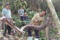 nampakan ular piton 7 meter yang dibunuh warga di Buol, Sulteng. (Foto: Istimewa)