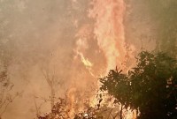 KEBAKARAN hutan dan lahan (Karhutla) menghanguskan lahan sekitar lima hektare di Kelurahan Landasan Ulin Selatan, Kecamatan Liang Anggang, Kota Banjarbaru, Kalimantan Selatan, Jumat (8/9/2023). (ANTARA/Tumpal Andani Aritonang)