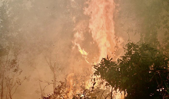 KEBAKARAN hutan dan lahan (Karhutla) menghanguskan lahan sekitar lima hektare di Kelurahan Landasan Ulin Selatan, Kecamatan Liang Anggang, Kota Banjarbaru, Kalimantan Selatan, Jumat (8/9/2023). (ANTARA/Tumpal Andani Aritonang)