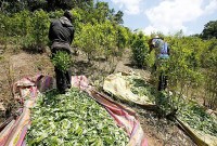 Para pekerja memanen daun koka di Puerto Bello, di negara bagian Putumayo, Kolombia selatan. Budidaya tanaman yang digunakan untuk membuat kokain telah mencapai titik tertinggi sepanjang masa di Kolombia. (Foto AP/Fernando Vergara, File)