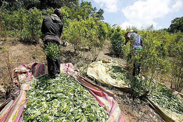 Para pekerja memanen daun koka di Puerto Bello, di negara bagian Putumayo, Kolombia selatan. Budidaya tanaman yang digunakan untuk membuat kokain telah mencapai titik tertinggi sepanjang masa di Kolombia. (Foto AP/Fernando Vergara, File)