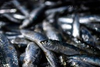 Ilustrasi ikan Sarden. (AFP Photo)