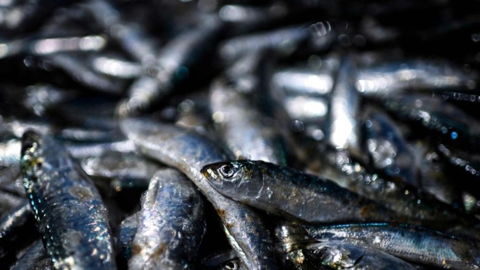 Ilustrasi ikan Sarden. (AFP Photo)