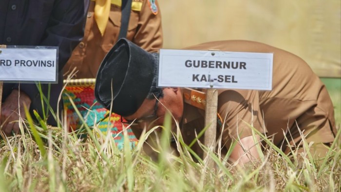 Gubernur Kalimantan Selatan H. Sahbirin Noor atau Paman Birin melakukan panen padi bersama masyarakat dan petani. Foto ADV Humas Prov