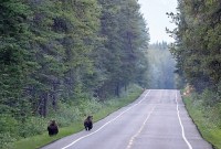 Dua ekor Beruang grizzly diruas jalanan menuju Taman Nasional Banff di Alberta, Kanada. (Foto: John E. Marriott)