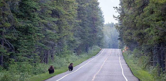 Dua ekor Beruang grizzly diruas jalanan menuju Taman Nasional Banff di Alberta, Kanada. (Foto: John E. Marriott)