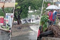 WARGA bergotong royong mengevakuasi pohon tumbang akibat hujan deras disertai angin kencang di depan Gang Bina Karya RT 26 Belitung Darat Banjarmasin, Foto Kanan: Sebuah pohon tanaman buah tumbang dan menutup sebuah gang di Jl Belitung Darat RT 26, Senin (16/10/2023). (SuarIndonesia/UTHA)
