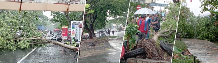 WARGA bergotong royong mengevakuasi pohon tumbang akibat hujan deras disertai angin kencang di depan Gang Bina Karya RT 26 Belitung Darat Banjarmasin, Foto Kanan: Sebuah pohon tanaman buah tumbang dan menutup sebuah gang di Jl Belitung Darat RT 26, Senin (16/10/2023). (SuarIndonesia/UTHA)