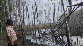 Kepala Desa Kinarum Kecamatan Upau Kabupaten Tabalong Epatha di lokasi kebun karet milik M Rukani yang terdampak aktifitas tambang batubara PT CSP. (ANTARA/Herlina Lasmianti)