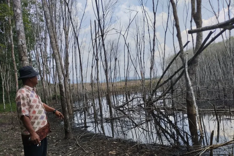 Kepala Desa Kinarum Kecamatan Upau Kabupaten Tabalong Epatha di lokasi kebun karet milik M Rukani yang terdampak aktifitas tambang batubara PT CSP. (ANTARA/Herlina Lasmianti)