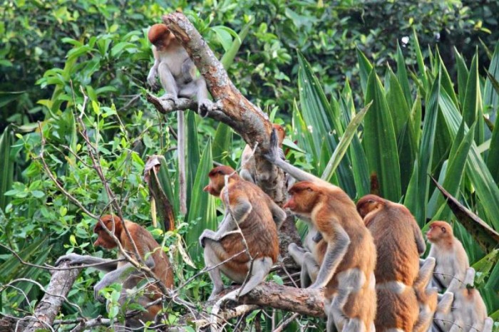 Kawanan bekantan dari kelompok Bravo saat beraktivitas di Pulau Curiak. (ANTARA/Firman)