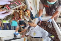 Petugas Karantina Kalsel saat memeriksa belut dan kepiting bakau hidup yang akan diekspor melalui Bandara Internasional Syamsudin Noor Banjarmasin di Kota Banjarbaru. [ANTARA/Firman]