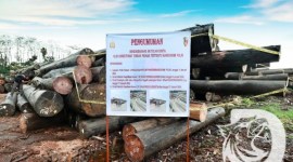 Illegal logging dilakukan PT CSS diamankan barang bukti oleh Dittipidter Bareskrim Polri di Kalimantan Tengah, Kamis (18/1/2024). [Foto: Istimewa]
