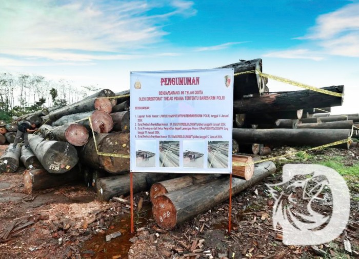 Illegal logging dilakukan PT CSS diamankan barang bukti oleh Dittipidter Bareskrim Polri di Kalimantan Tengah, Kamis (18/1/2024). [Foto: Istimewa]

