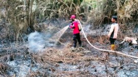 Arsip foto - Petugas sedang memadamkan Karhutla di Penajam, Kabupaten Penajam Paser Utara (PPU), Kaltim. [ANTARA/HO-Pusdalops Kabupaten PPU]
