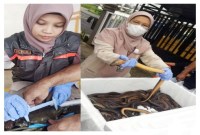 Pejabat Karantina saat memeriksa belut dan kepiting bakau hidup yang akan diekspor ke Tiongkok. [ANTARA/Firman]