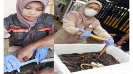 Pejabat Karantina saat memeriksa belut dan kepiting bakau hidup yang akan diekspor ke Tiongkok. [ANTARA/Firman]