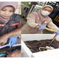 Pejabat Karantina saat memeriksa belut dan kepiting bakau hidup yang akan diekspor ke Tiongkok. [ANTARA/Firman]
