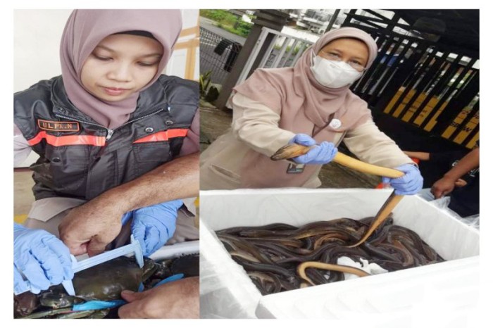 Pejabat Karantina saat memeriksa belut dan kepiting bakau hidup yang akan diekspor ke Tiongkok. [ANTARA/Firman]