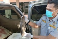 Pejabat Karantina Kalsel saat memeriksa ribuan kilogram ikan segar tujuan Sulawesi Selatan, di Pelabuhan Laut Batulicin, Kabupaten Tanah Bumbu, Kalimantan Selatan, Sabtu (17/2/2024). [ANTARA/HO-Karantina Kalsel]