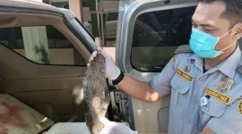 Pejabat Karantina Kalsel saat memeriksa ribuan kilogram ikan segar tujuan Sulawesi Selatan, di Pelabuhan Laut Batulicin, Kabupaten Tanah Bumbu, Kalimantan Selatan, Sabtu (17/2/2024). [ANTARA/HO-Karantina Kalsel]