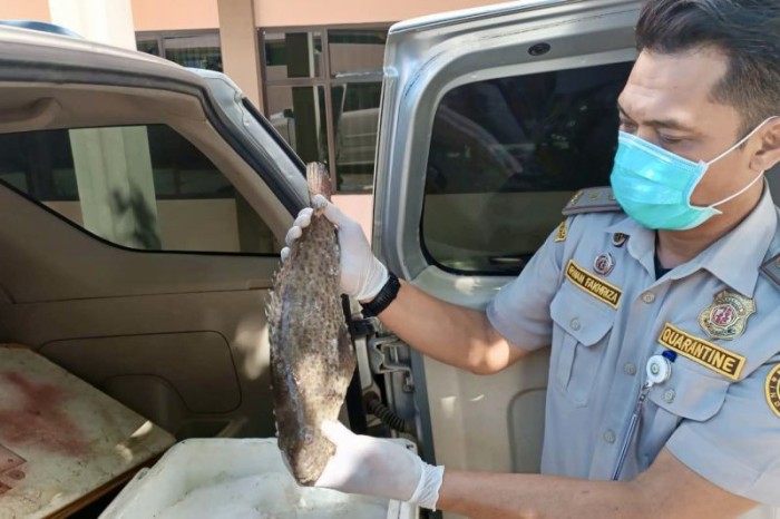 Pejabat Karantina Kalsel saat memeriksa ribuan kilogram ikan segar tujuan Sulawesi Selatan, di Pelabuhan Laut Batulicin, Kabupaten Tanah Bumbu, Kalimantan Selatan, Sabtu (17/2/2024). [ANTARA/HO-Karantina Kalsel]
