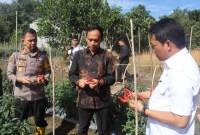 Bupati Balangan bersama Kapolres melakukan panen terong dan cabai di lahan milik Kasat Intel Polres Balangan, Iptu Faisal Kadapi, di Desa Harapan Baru, Kecamatan Paringin Selatan, pada Jumat (2/2/2024). (SuarIndonesia/RJ)