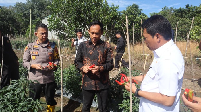 Bupati Balangan bersama Kapolres melakukan panen terong dan cabai di lahan milik Kasat Intel Polres Balangan, Iptu Faisal Kadapi, di Desa Harapan Baru, Kecamatan Paringin Selatan, pada Jumat (2/2/2024). (SuarIndonesia/RJ)