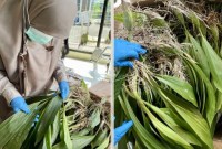 Petugas karantina saat memeriksa bibit Anggrek Hitam sebelum dilalulintaskan menuju Kota Semarang melalui tempat pengeluaran Bandara Internasional Syamsudin Noor di Kota Banjarbaru, Kalimantan Selatan, Senin (19/2/2024). [ANTARA/HO-Karantina Kalsel]