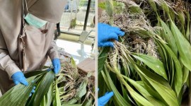 Petugas karantina saat memeriksa bibit Anggrek Hitam sebelum dilalulintaskan menuju Kota Semarang melalui tempat pengeluaran Bandara Internasional Syamsudin Noor di Kota Banjarbaru, Kalimantan Selatan, Senin (19/2/2024). [ANTARA/HO-Karantina Kalsel]