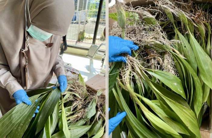 Petugas karantina saat memeriksa bibit Anggrek Hitam sebelum dilalulintaskan menuju Kota Semarang melalui tempat pengeluaran Bandara Internasional Syamsudin Noor di Kota Banjarbaru, Kalimantan Selatan, Senin (19/2/2024). [ANTARA/HO-Karantina Kalsel]