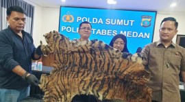 Polisi menangkap dua pria yang hendak menjual kulit harimau Sumatera seharga Rp 15 juta di Deli Serdang. [Foto: detikSumut/Goklas W]