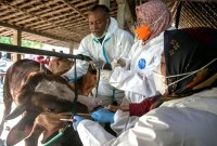 Foto Ilustrasi. Dinas Kesehatan Pemerintah Daerah Istimewa Yogyakarta (DIY) menyebut sebanyak 45 warga di Kabupaten Sleman dan Gunungkidul saat ini berstatus suspek terjangkit antraks. [ANTARA Foto/M Ayudha]